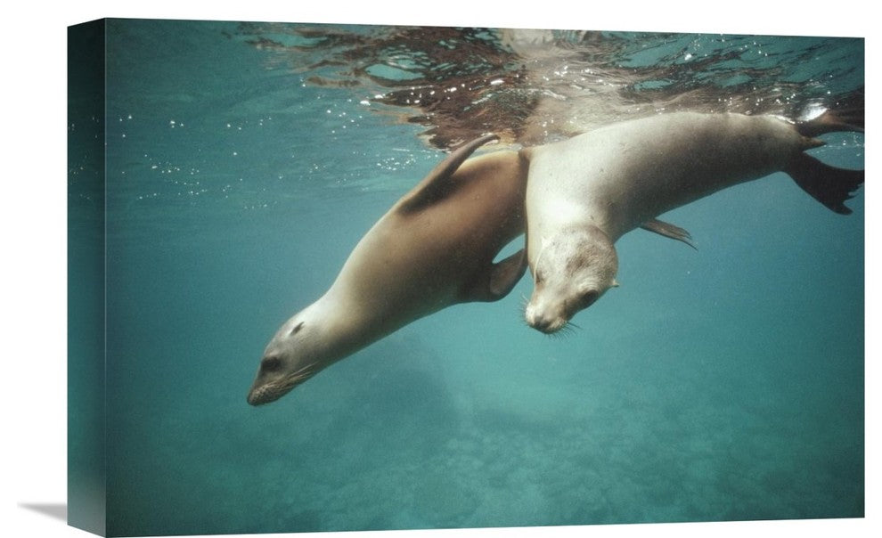 "California Sea Lion Juveniles Playing, Sea Of Cortez,  Mexico" Artwork