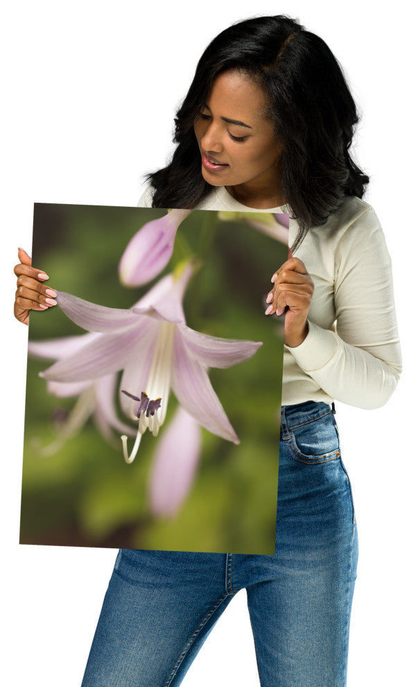 Softened Hosta Bloom Nature Photography, Floral Unframed Wall Art Print, 12" X 16"