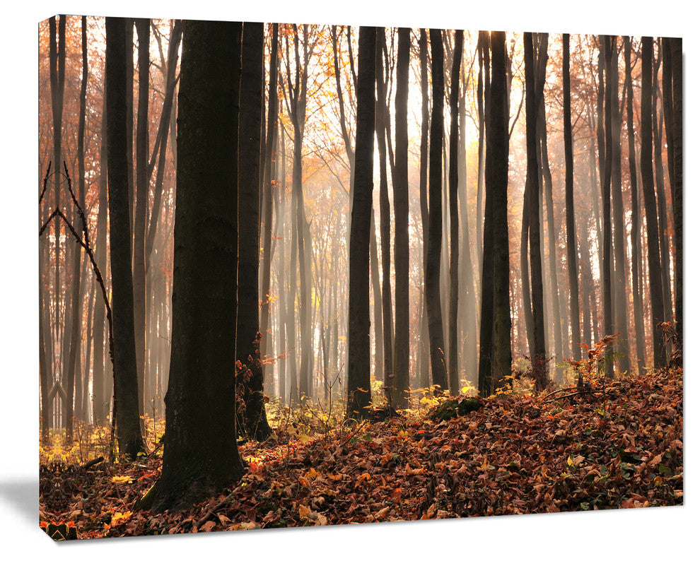 Dark Thick Woods in Fall Forest, Modern Forest Canvas Art, 20"x12"