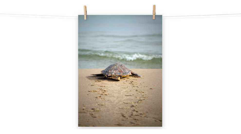 Baby Loggerhead Sea Turtle Beach Ocean Photograph Loose Wall Art Print, 18" X 24"