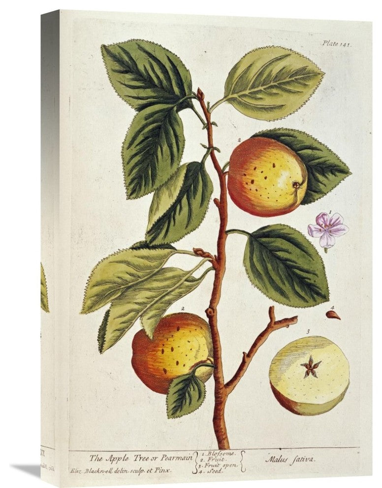 "Apple Tree" Artwork, 15" x 22"