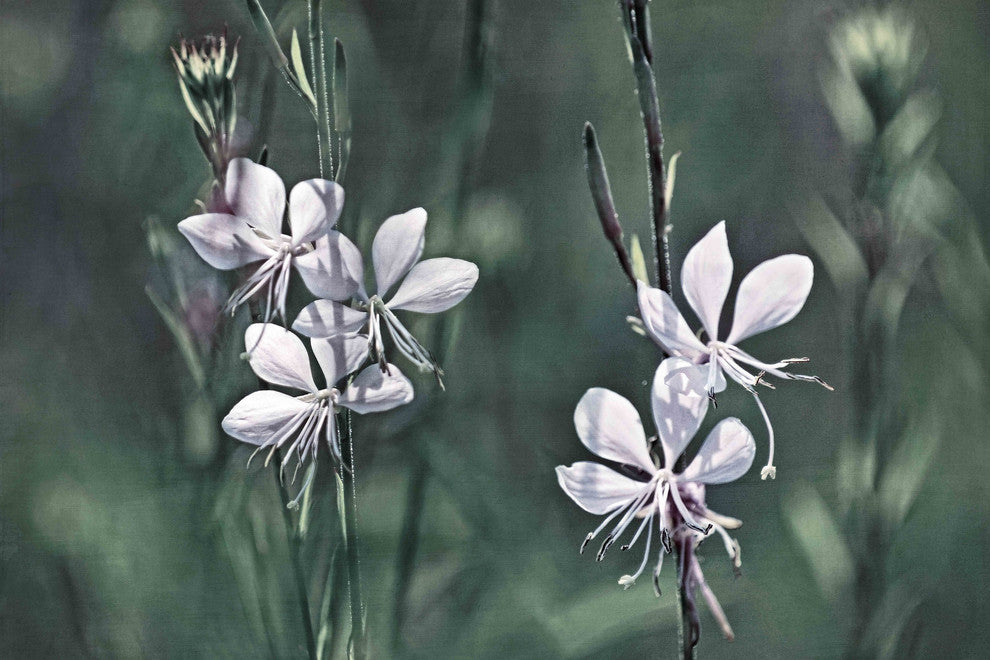 "Tiny Whites" Painting Print on Canvas by Robertson