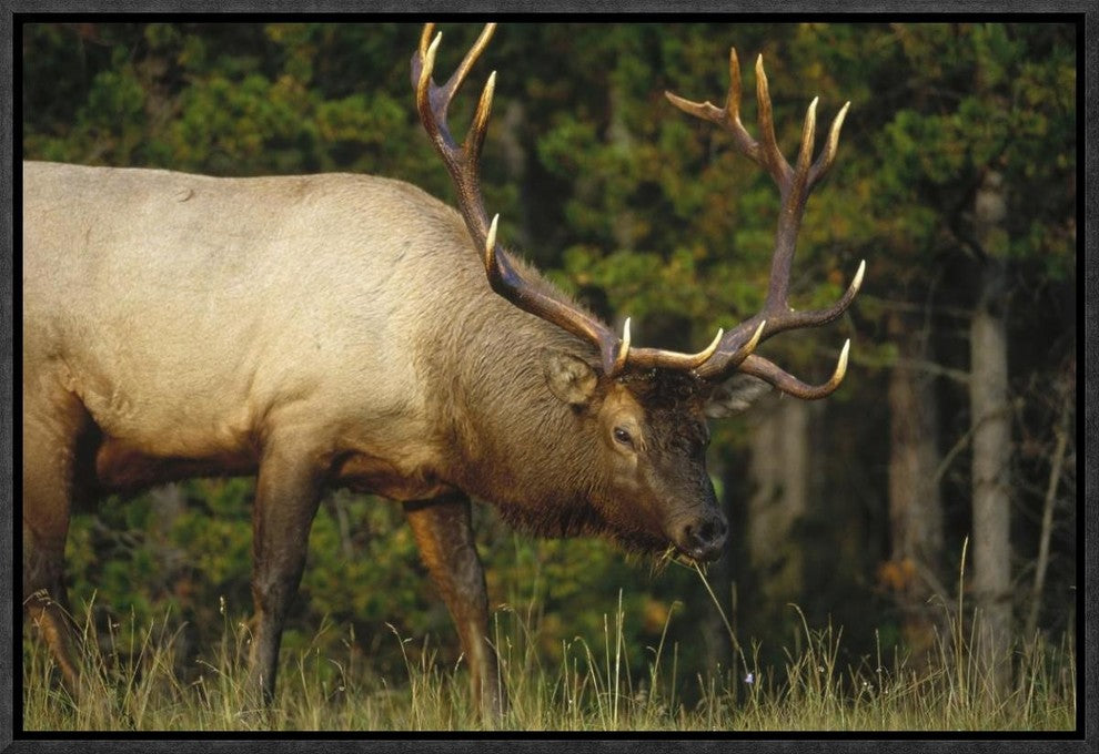 "Elk grazing, North America" Framed Canvas Giclee by Tim Fitzharris, 19x13"
