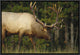 "Elk grazing, North America" Framed Canvas Giclee by Tim Fitzharris, 19x13"