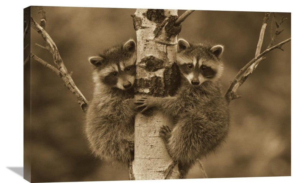 "Raccoon Two Babies Climbing Tree, North America - Sepia" Artwork, 32" x 24"