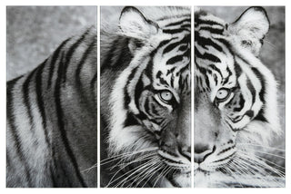 "Tiger ABC" Frameless Free Floating Tempered Glass Panel Graphic Wall Art Set