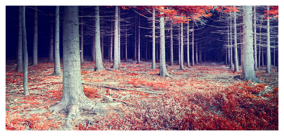 Beautiful Fall Forest Panorama, Large landscape Canvas Art Print, 60"x28"