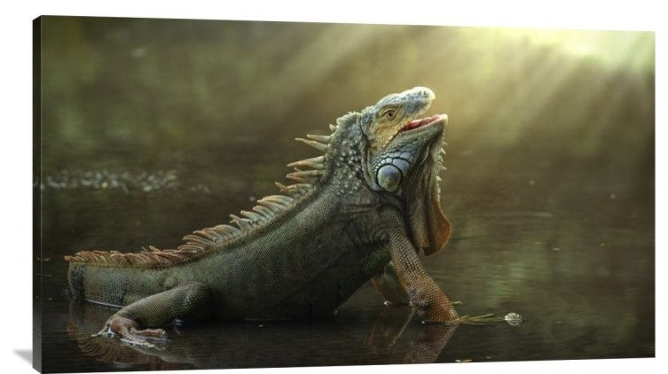 "Morning Light" Stretched Canvas Giclee by Fahmi Bhs, 40x23"