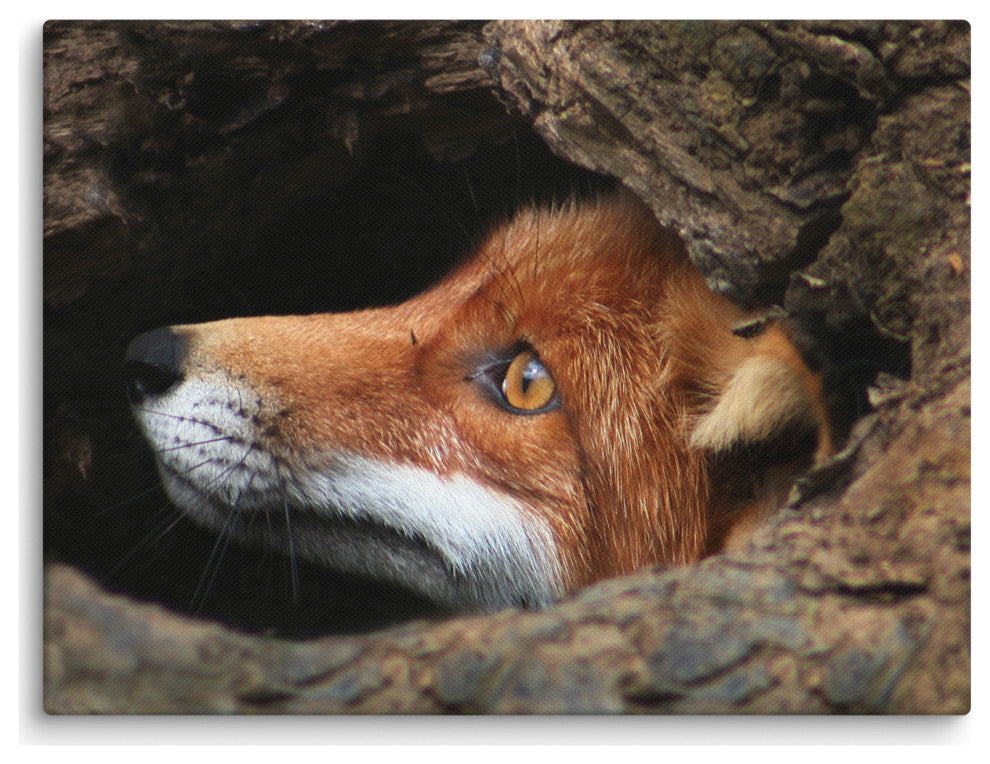 Red Fox Face in Stump Animal Wildlife Nature Photograph Canvas Wall Art Prints, 12" X 16"