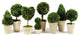 Boxwood Topiaries With Pots