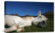 "Sleeping Beauty" Stretched Canvas Giclee by Brin Ingibergsson-Bragi, 22x15"