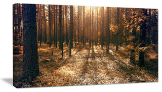 Dark First Snow Forest Photo, Modern Forest Canvas Art, 32"x16"
