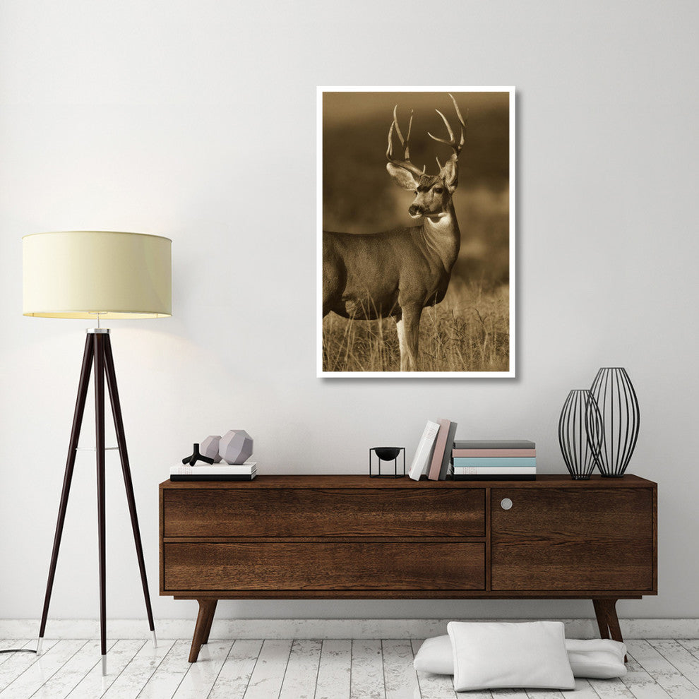 "Mule Deer male in dry grass, North America - Sepia" Paper Art, 34"x50"