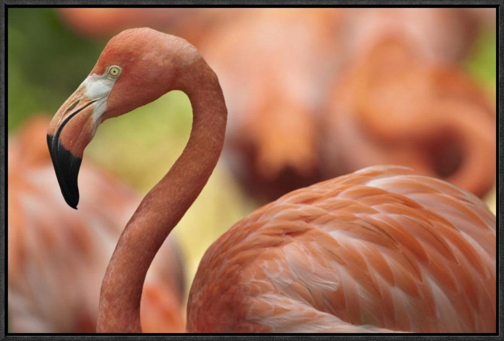 "Greater Flamingo, Jurong Bird Park, Singapore"  by Tim Fitzharris, 25x17"