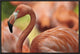 "Greater Flamingo, Jurong Bird Park, Singapore"  by Tim Fitzharris, 25x17"