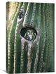 "Ferruginous Pygmy Owl In Saguaro Cactus, Altar Valley, Arizona" Artwork