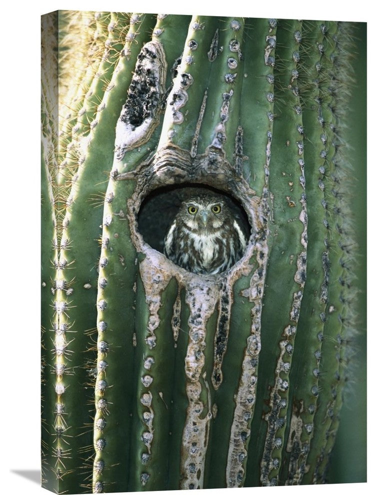 "Ferruginous Pygmy Owl In Saguaro Cactus, Altar Valley, Arizona" Artwork