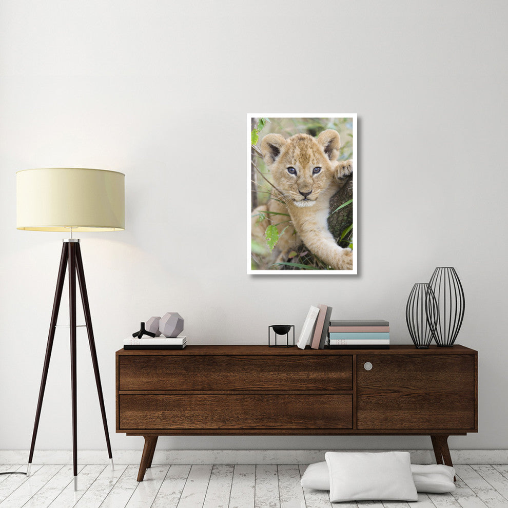 "African Lion 6-7 week old cub, Masai Mara National Reserve" Paper Art, 26"x38"