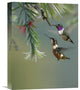 "White-Bellied Woodstar Hummingbird Male And Female, Costa Rica" Artwork
