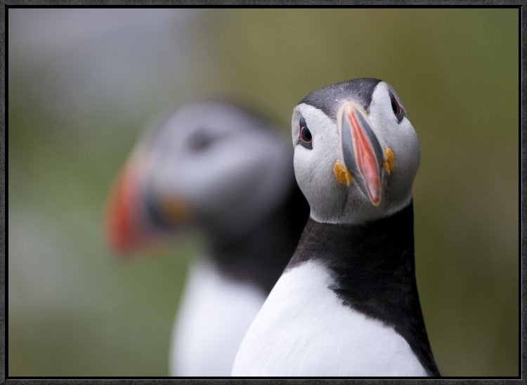"Posing Puffin" Framed Canvas Giclee by Olof Petterson, 25x19"