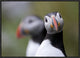 "Posing Puffin" Framed Canvas Giclee by Olof Petterson, 25x19"