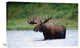 "Moose Male Raising Its Head While Feeding In Lake, North America" Artwork