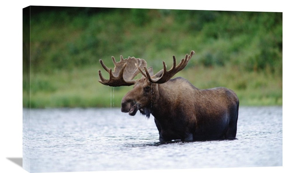 "Moose Male Raising Its Head While Feeding In Lake, North America" Artwork