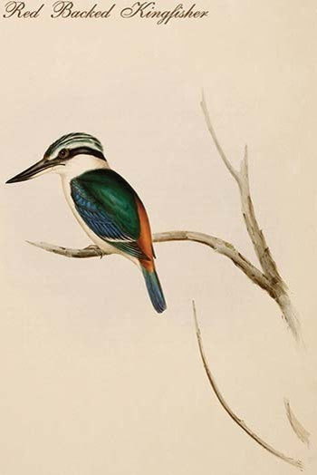 Red Backed Kingfisher - Fine Art Giclee Print 24" x 36"