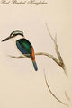 Red Backed Kingfisher - Fine Art Giclee Print 24" x 36"
