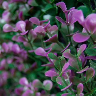 Artificial Lavender Wall Panels, Set of 4, 20"x20"