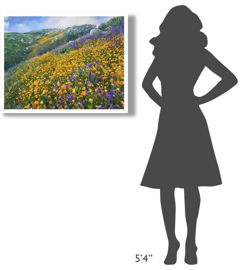 "California Poppym Desert Bluebell, Santa Ana Mountains" Paper Art, 34"x26"