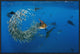 Atlantic Sailfish Group Hunting Round Sardinella, Isla Mujeres, Mexico, 30"x20"