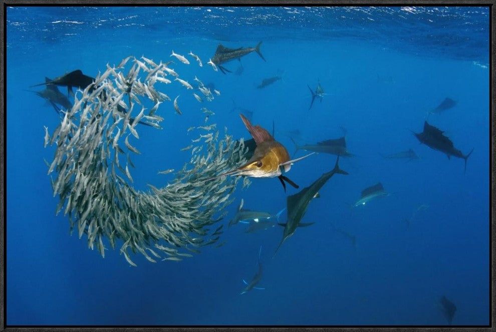 Atlantic Sailfish Group Hunting Round Sardinella, Isla Mujeres, Mexico, 30"x20"