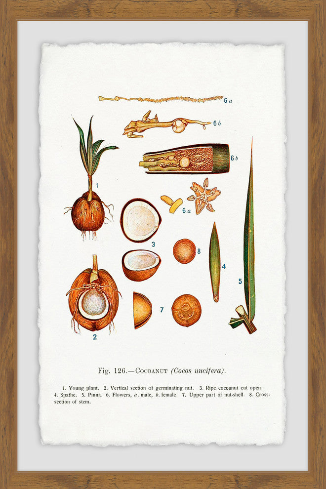 "Botanical Coconut" Framed Painting Print, 12"x18"