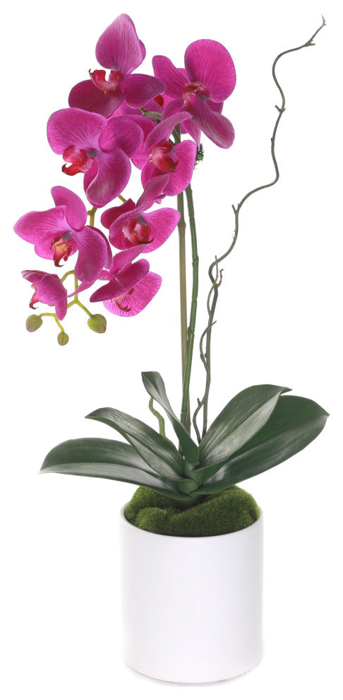 Purple Phalaenopsis Orchid, White Cylinder Pot