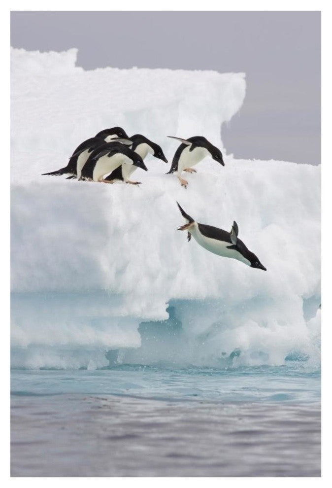 "Adelie Penguin diving off iceberg, Paulet Island" Paper Art, 26"x38"
