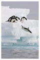 "Adelie Penguin diving off iceberg, Paulet Island" Paper Art, 26"x38"