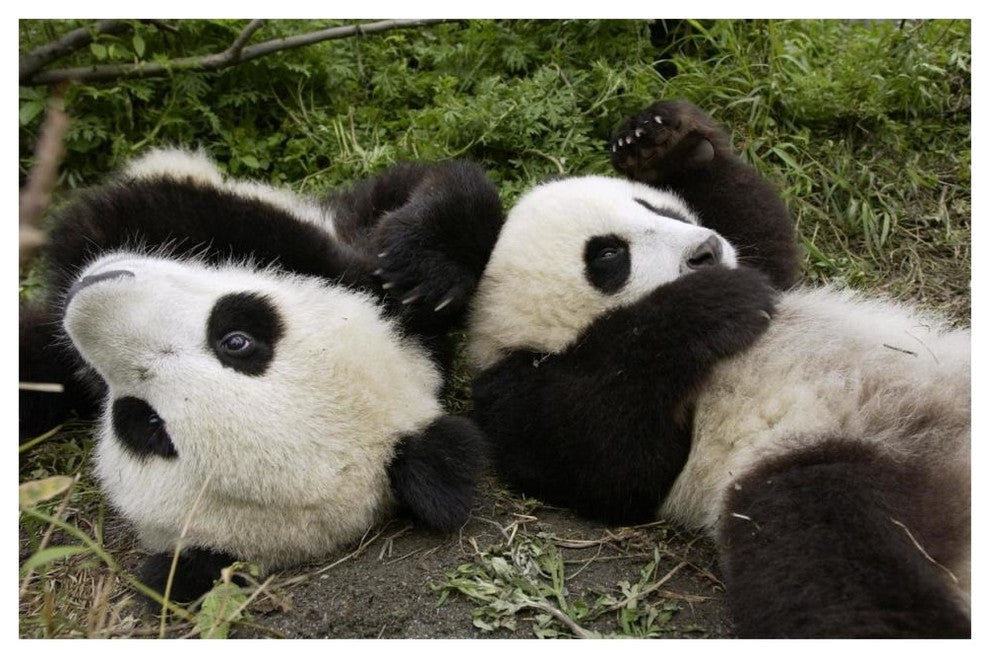 "Pair of young pandas playing, Wolong Nature Reserve, China" Paper Art, 62"x42"