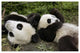 "Pair of young pandas playing, Wolong Nature Reserve, China" Paper Art, 62"x42"