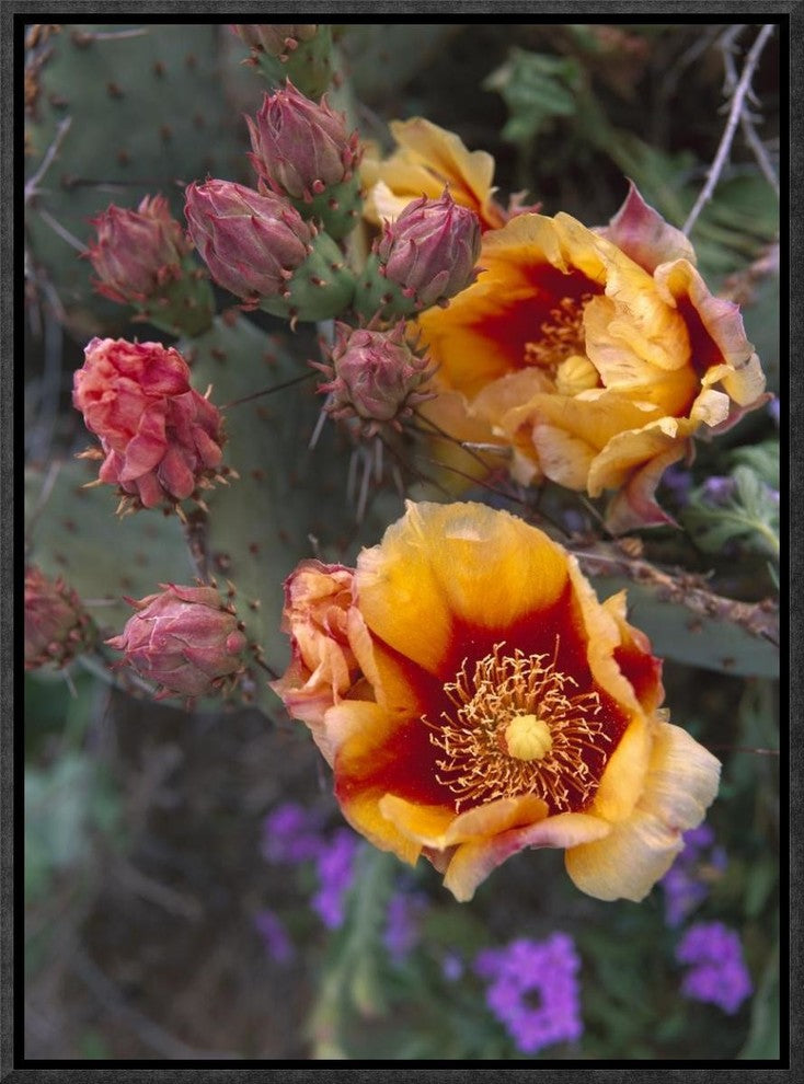 "Opuntia in bloom, North America" Framed Canvas Giclee by Tim Fitzharris, 13x17"