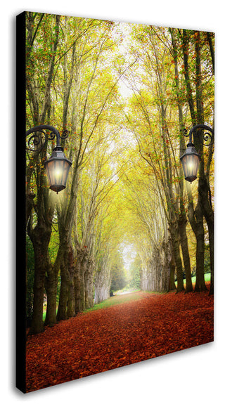 'Plane Tree Alley' Canvas Art by Philippe Sainte-Laudy