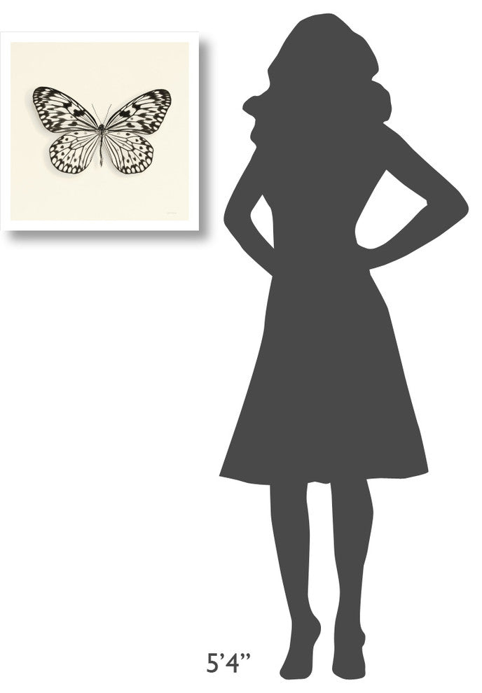 "Butterfly V - BW" Digital Paper Print by Debra Van Swearingen, 20"x20"