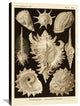 Haeckel Nature Illustrations: Gastropods - Sepia Tint, 24"X36"