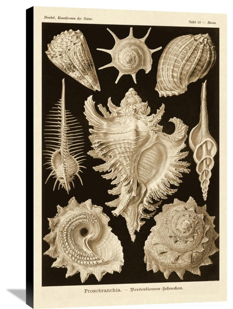 Haeckel Nature Illustrations: Gastropods - Sepia Tint, 24"X36"