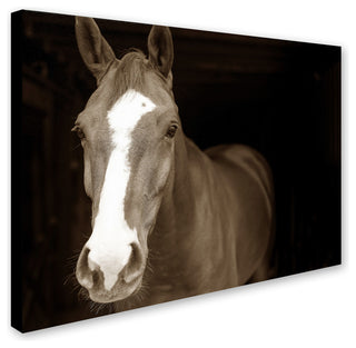 'Horse Portrait' Canvas Art by Preston
