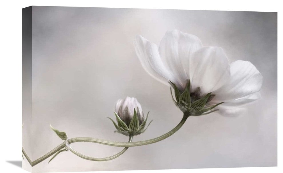 "Cosmos" Stretched Canvas Giclee by Mandy Disher, 22x15"