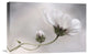 "Cosmos" Stretched Canvas Giclee by Mandy Disher, 22x15"