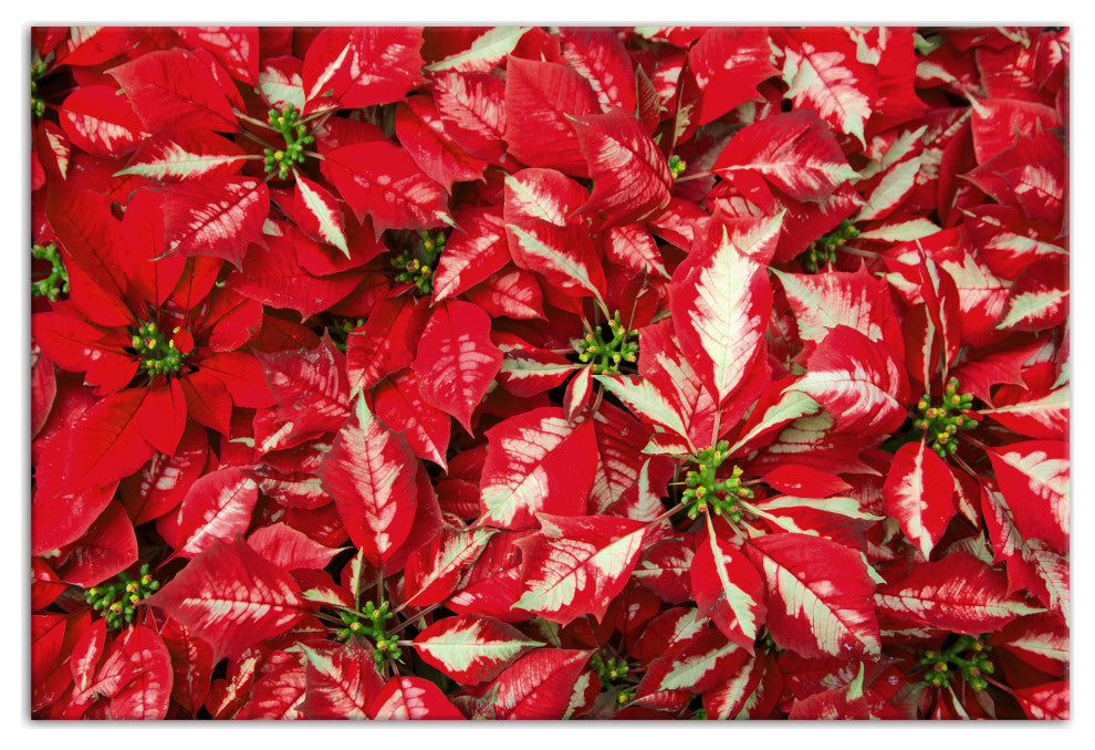 Pointsettia Blooms 2 16x24 Canvas Wall Art