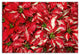 Pointsettia Blooms 2 16x24 Canvas Wall Art