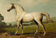 Mambrino - Gallery Wrapped Canvas Art 28" x 42"